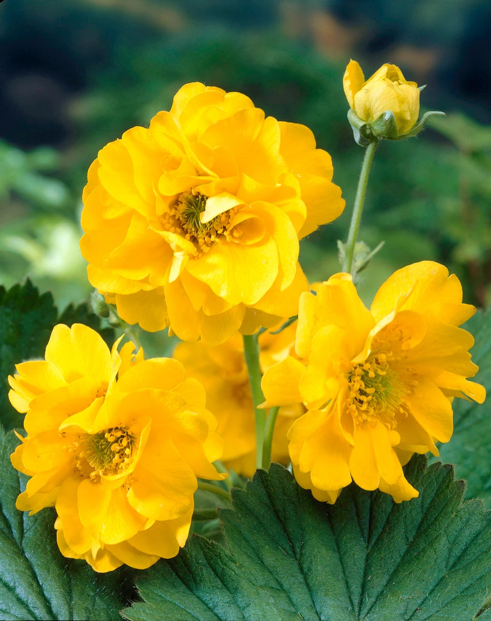 Lady Stratheden Flower seeds for Planting Premium Quality Heirloom & GMO Free Seeds for Home Garden