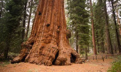 Brown Sequoia Tree Planting Seeds for Sale