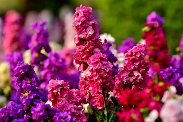 Blue Gillyflower garden seeds for outdoor planting