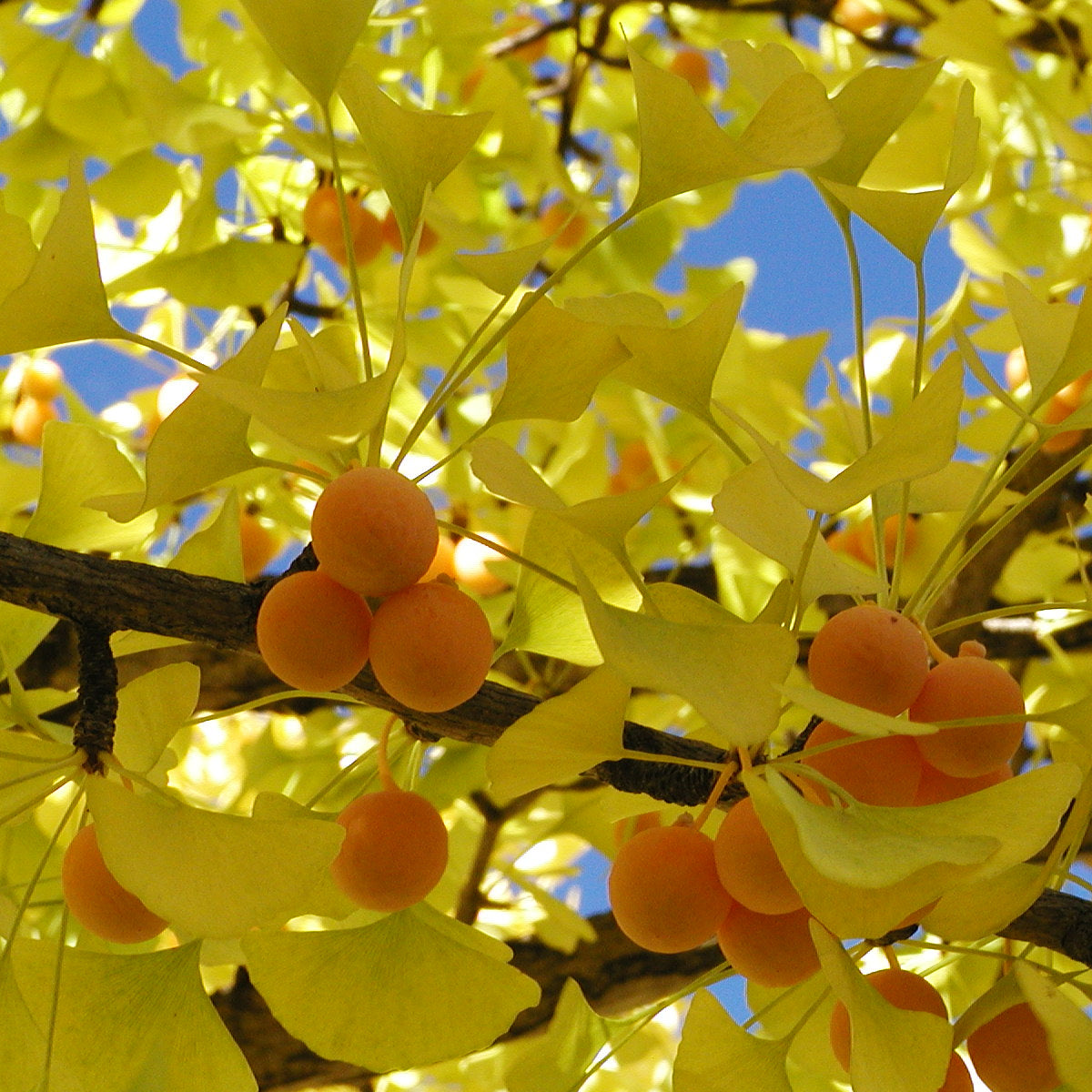 Orange fruits on a tree branch with yellow leaves against a blue sky.