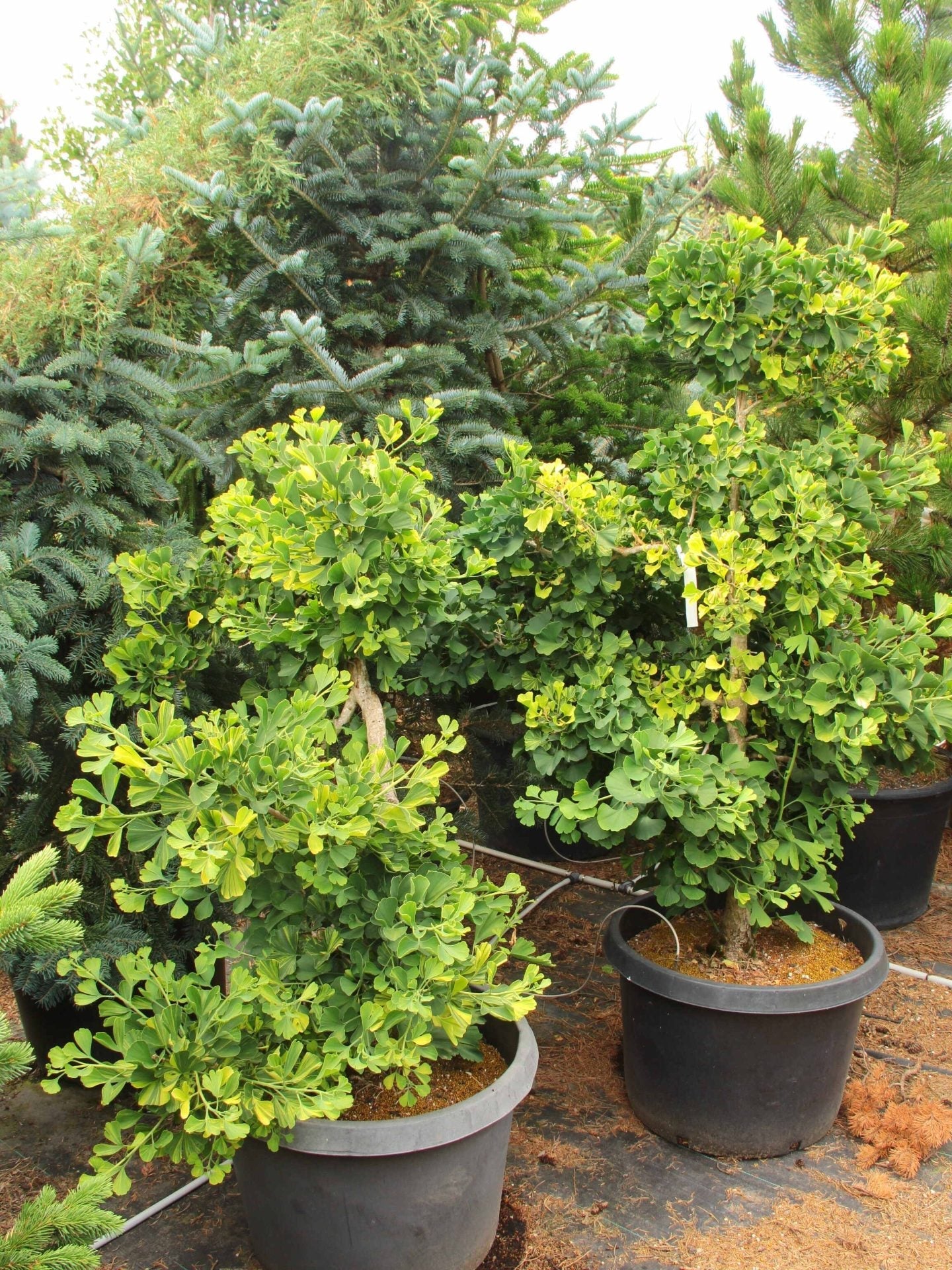 Majestic Ginkgo Tree Seeds For Planting Plant Seeds