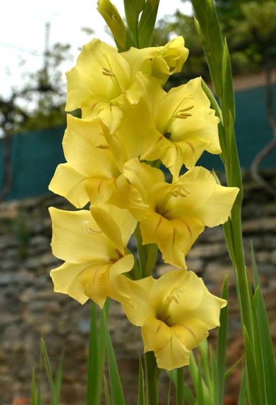 Green Perennial Gladiolus Flower seeds for Planting - Bright Blooms, Heirloom & GMO Free Seeds for Home Garden
