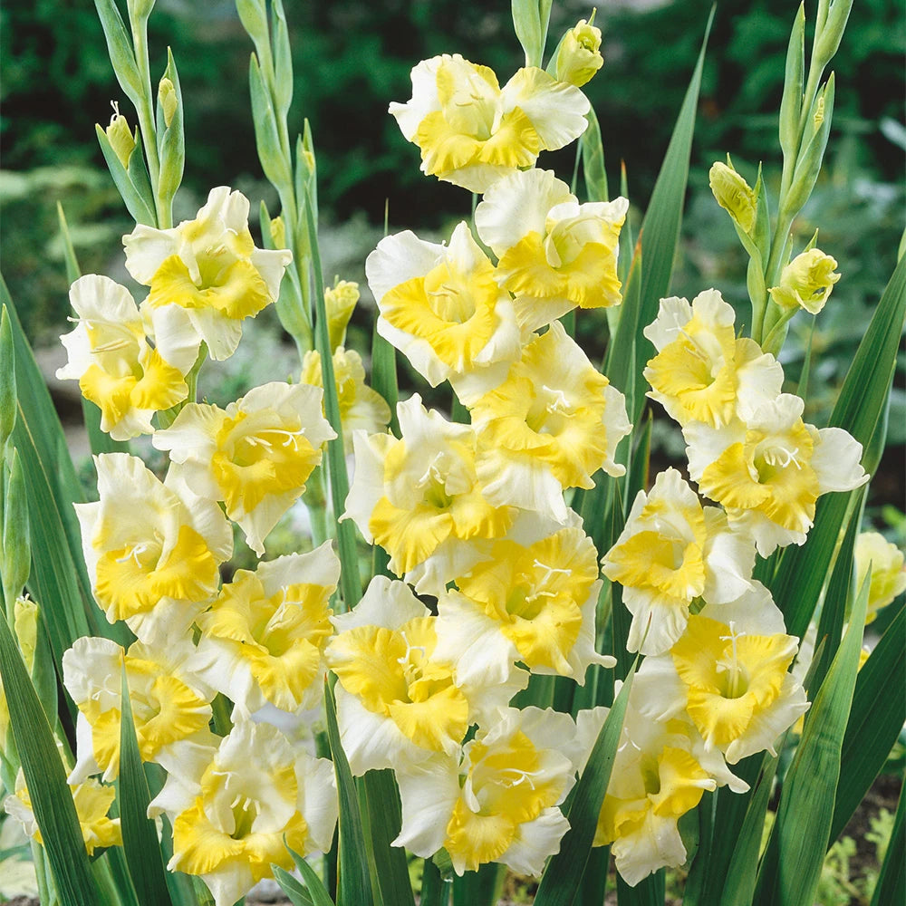 Green Perennial Gladiolus Flower seeds for Planting - Bright Blooms, Heirloom & GMO Free Seeds for Home Garden