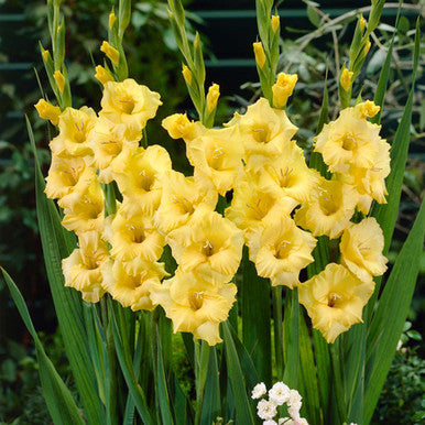 Green Perennial Gladiolus Flower seeds for Planting - Bright Blooms, Heirloom & GMO Free Seeds for Home Garden