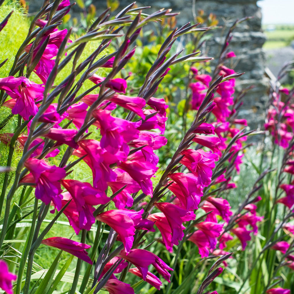 Pulcherrimum Flower seeds for Planting - Long Bloom Season, Heirloom & GMO Free Seeds for Home Garden
