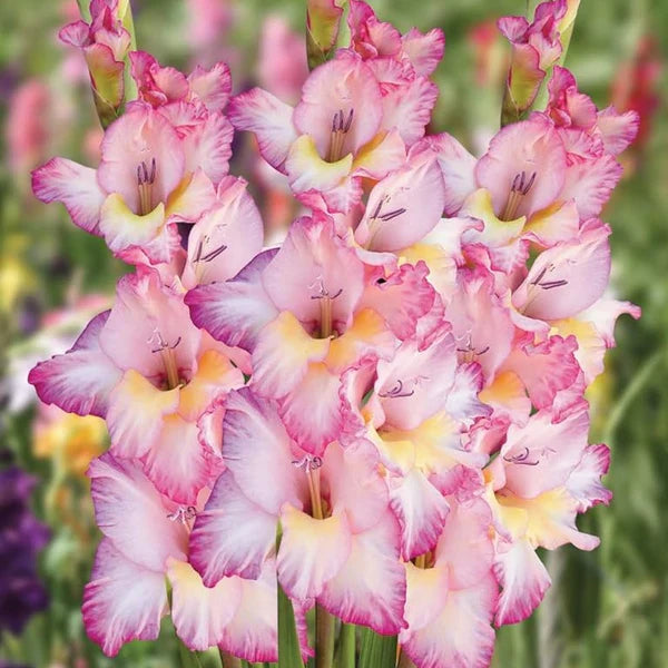 White Pink Perennial Gladiolus Flower seeds for Planting - Low Maintenance, Heirloom & GMO Free Seeds for Home Garden