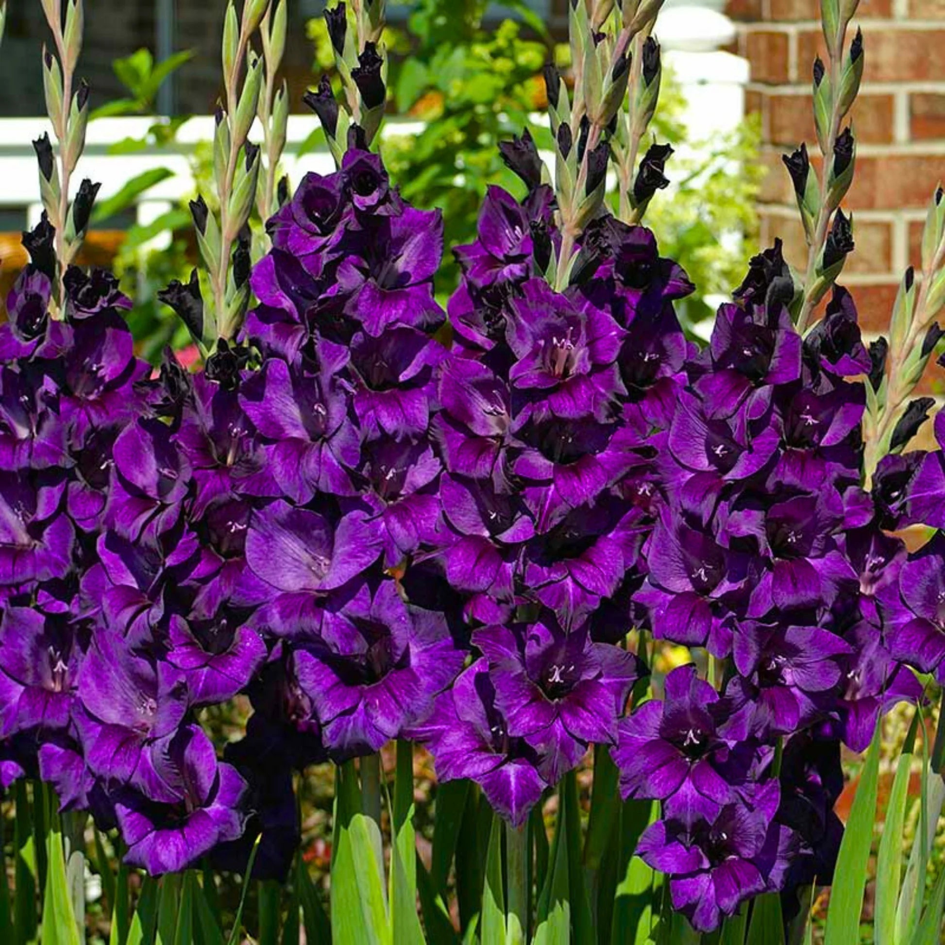 Purple Gladiolus Flower Seeds for Planting Compact Growth Heirloom & GMO Free Seeds for Home Garden
 
 Sale