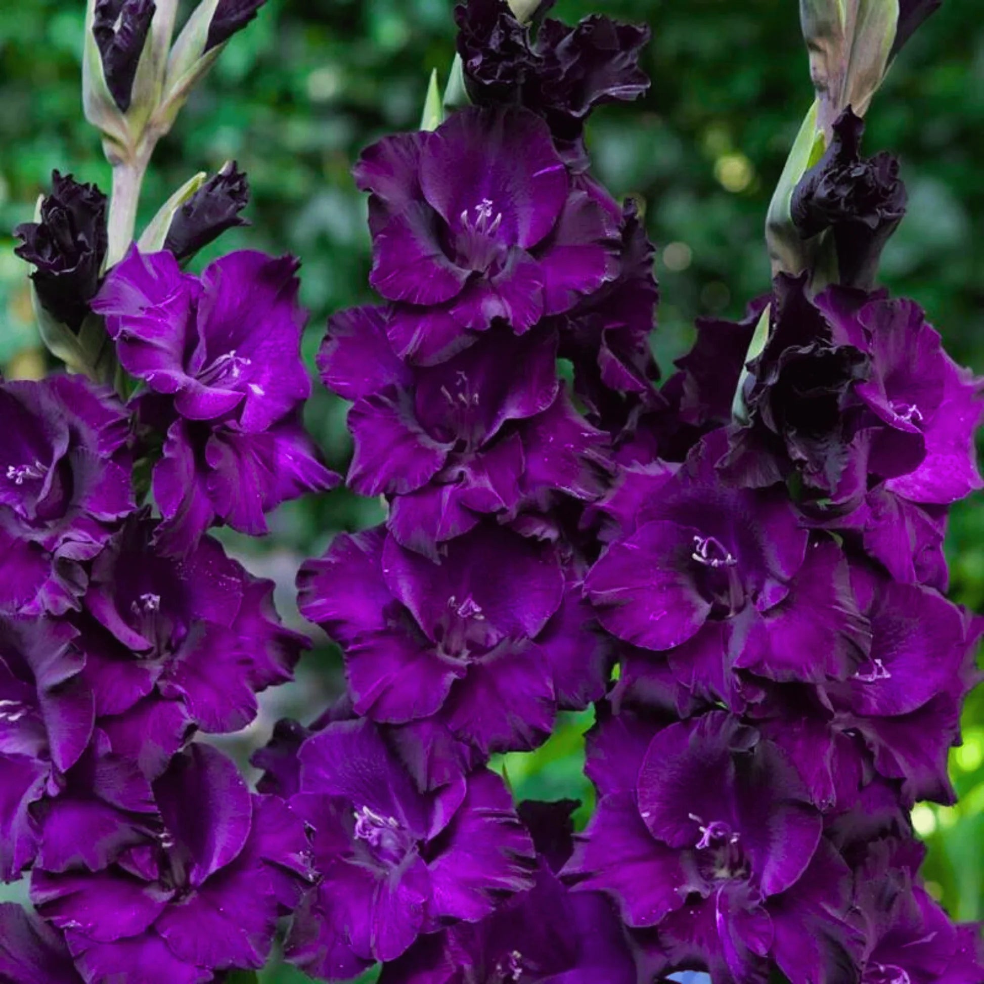 Purple Gladiolus Flower Seeds for Planting Compact Growth Heirloom & GMO Free Seeds for Home Garden
 
 Sale