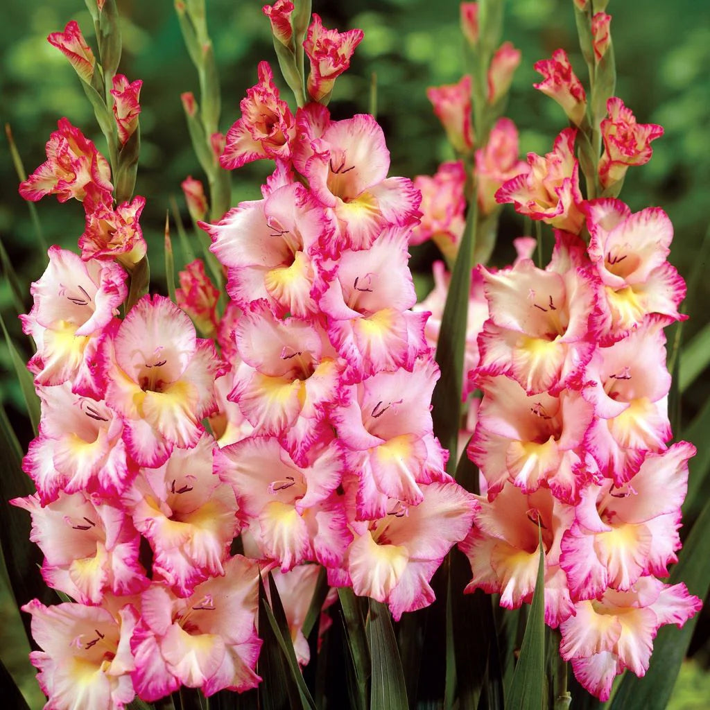Soft Pink Yellow Gladiolus Flower Seeds for Planting Wildflower Mix Heirloom & GMO Free Seeds for Home Garden
 
 Sale