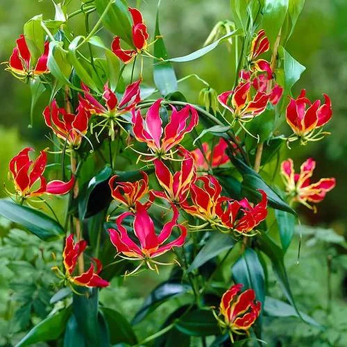Red Yellow Gloriosa Rothschildiana Flower seeds for Planting - Fragrant Blossoms, Heirloom & GMO Free Seeds for Home Gar