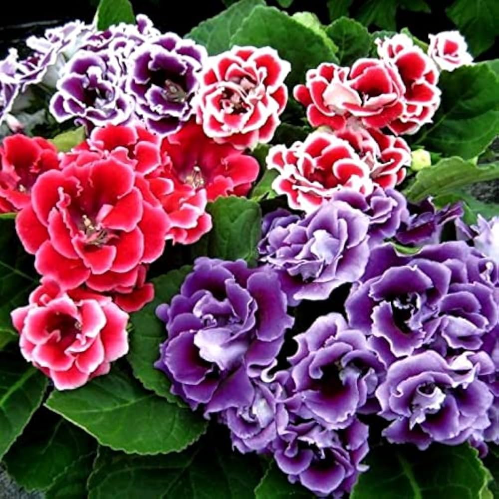 White Gloxinia seeds for bonsai pots