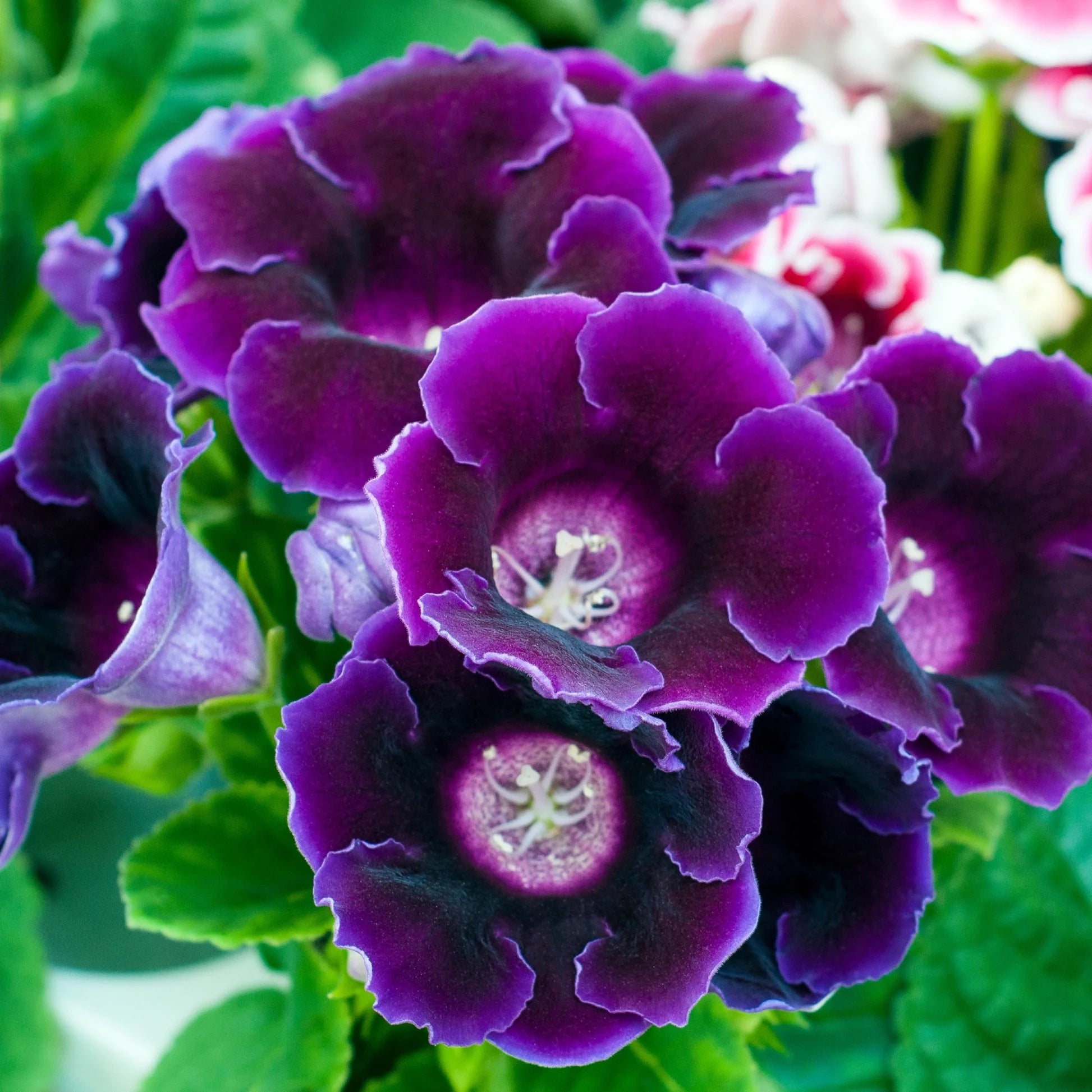 Dark Purple Gloxinia Flower seeds for Planting - Premium Quality, Heirloom & GMO Free Seeds for Home Garden