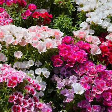 Mixed Godetia Grandiflora Monarch Flower seeds for Planting - Sun Loving, Heirloom & GMO Free Seeds for Home Garden