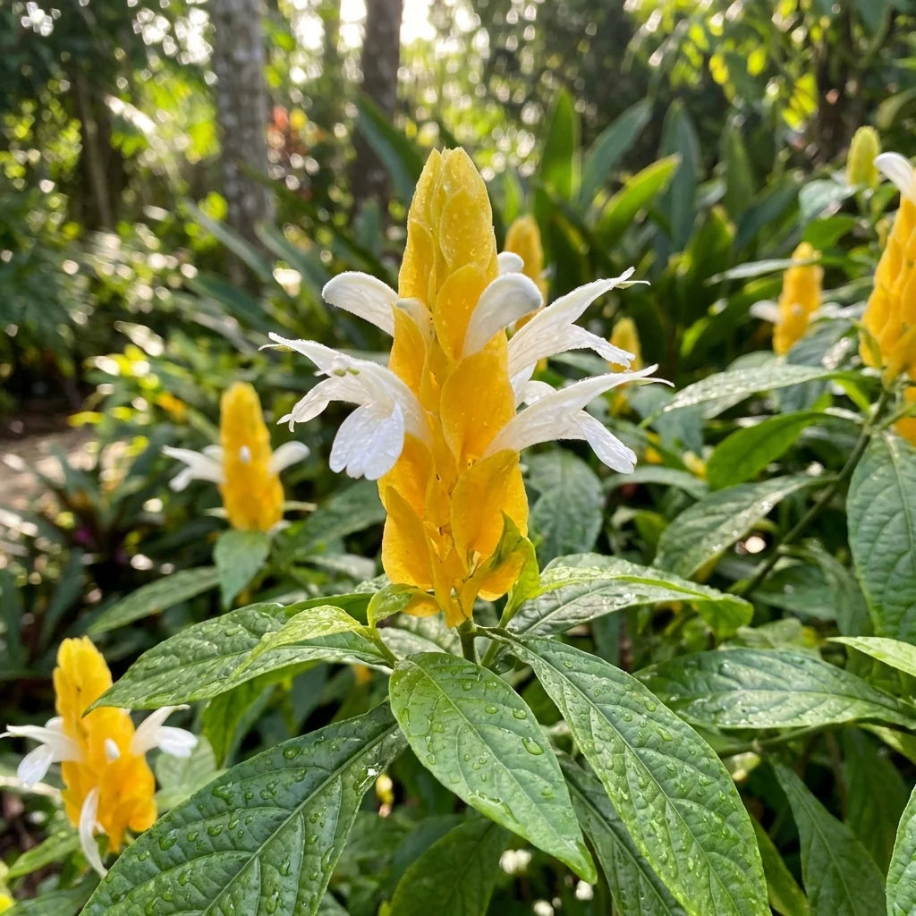 Yellow Pachystachys Lutea Flower Seeds for Planting  and Gardening