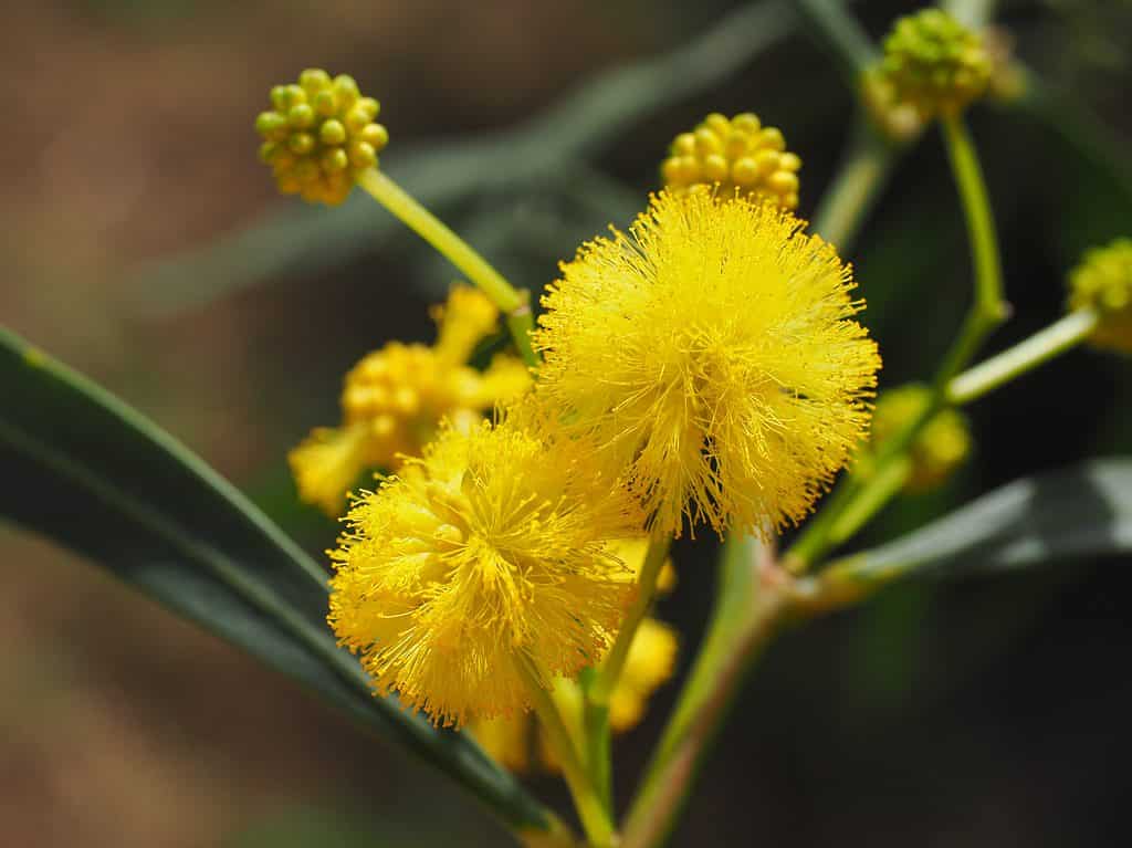 Yellow Wattle Flower seeds for Planting - Fragrant Blossoms, Heirloom & GMO Free Seeds for Home Garden