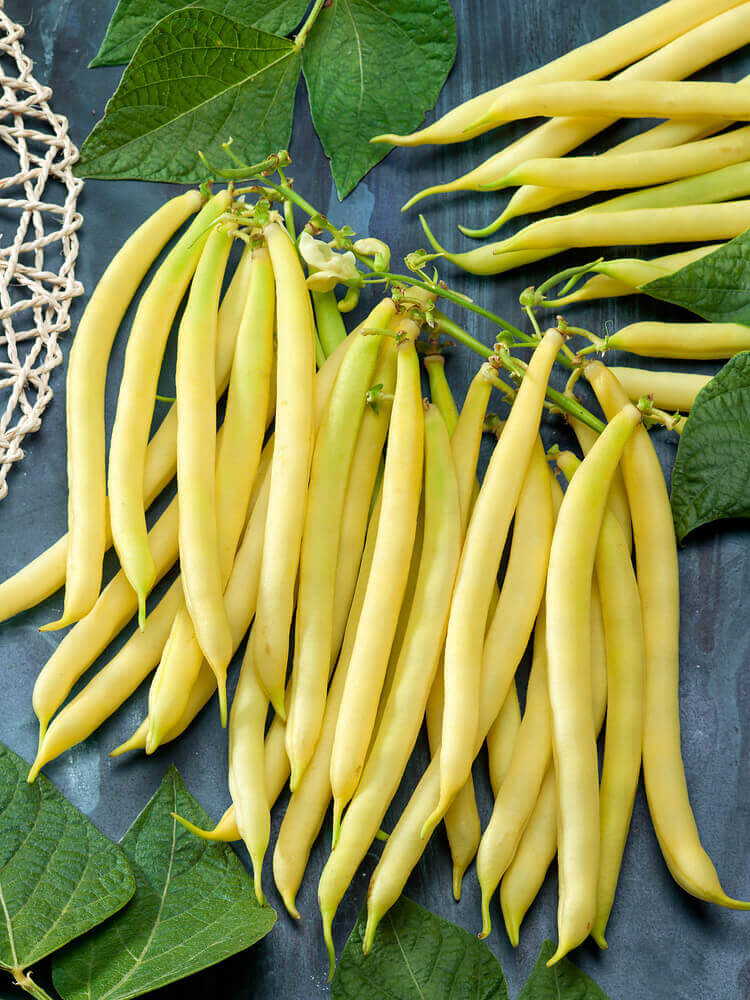 Heirloom Yellow Wax Bean Seeds for Planting  Grow Delicious Beans