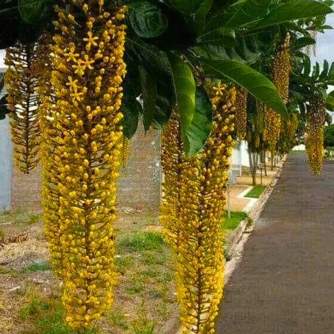 Golden Chain Flower Seeds for Planting Elegant Garden Blooms Heirloom Non-GMO Seeds