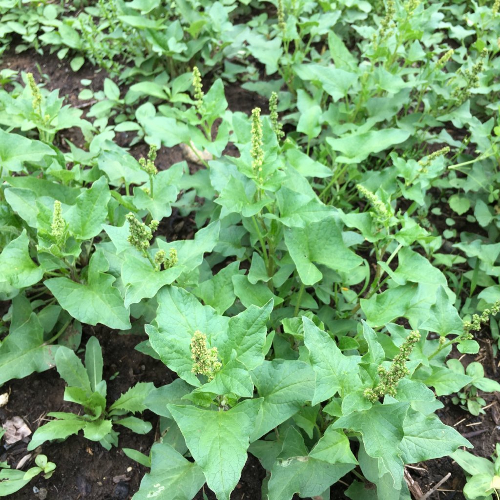Good King Henry seeds for Planting | Heirloom Non-GMO Herb Seeds for Home Gardens