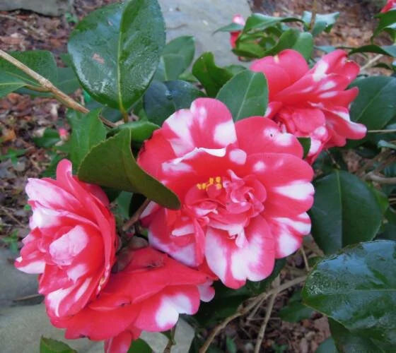 White Red Camellia Flower Seeds for Planting Low Maintenance Heirloom & GMO Free Seeds for Home Garden
 
 Sale