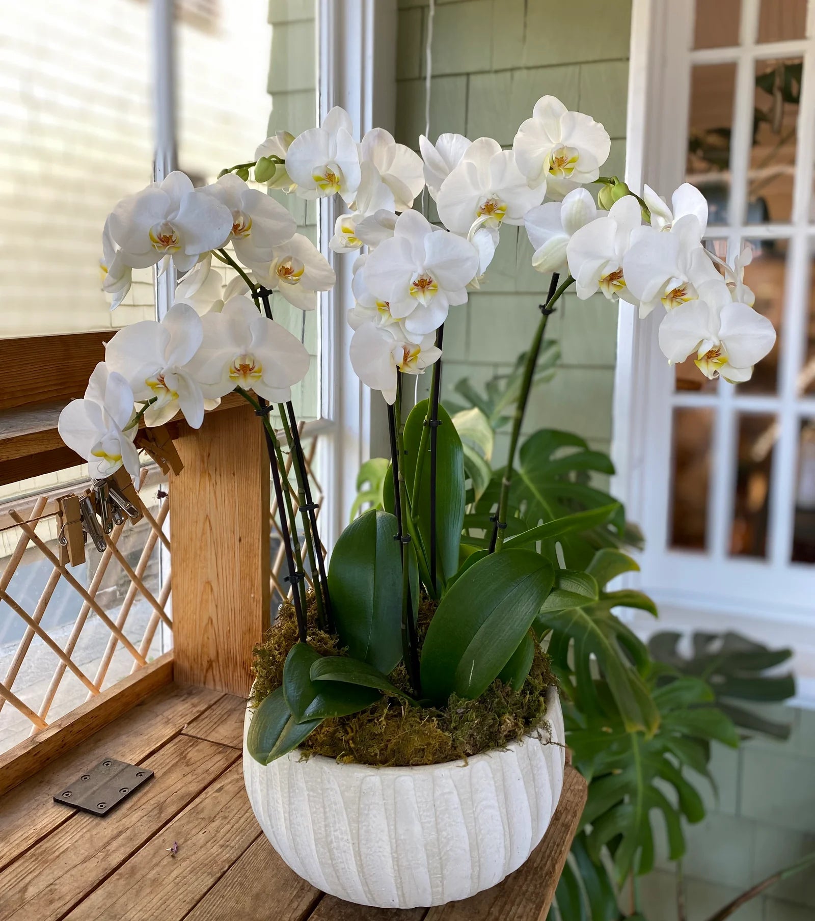White Phalaenopsis Orchid Flower seeds for Planting - Pollinator Friendly, Heirloom & GMO Free Seeds for Home Garden