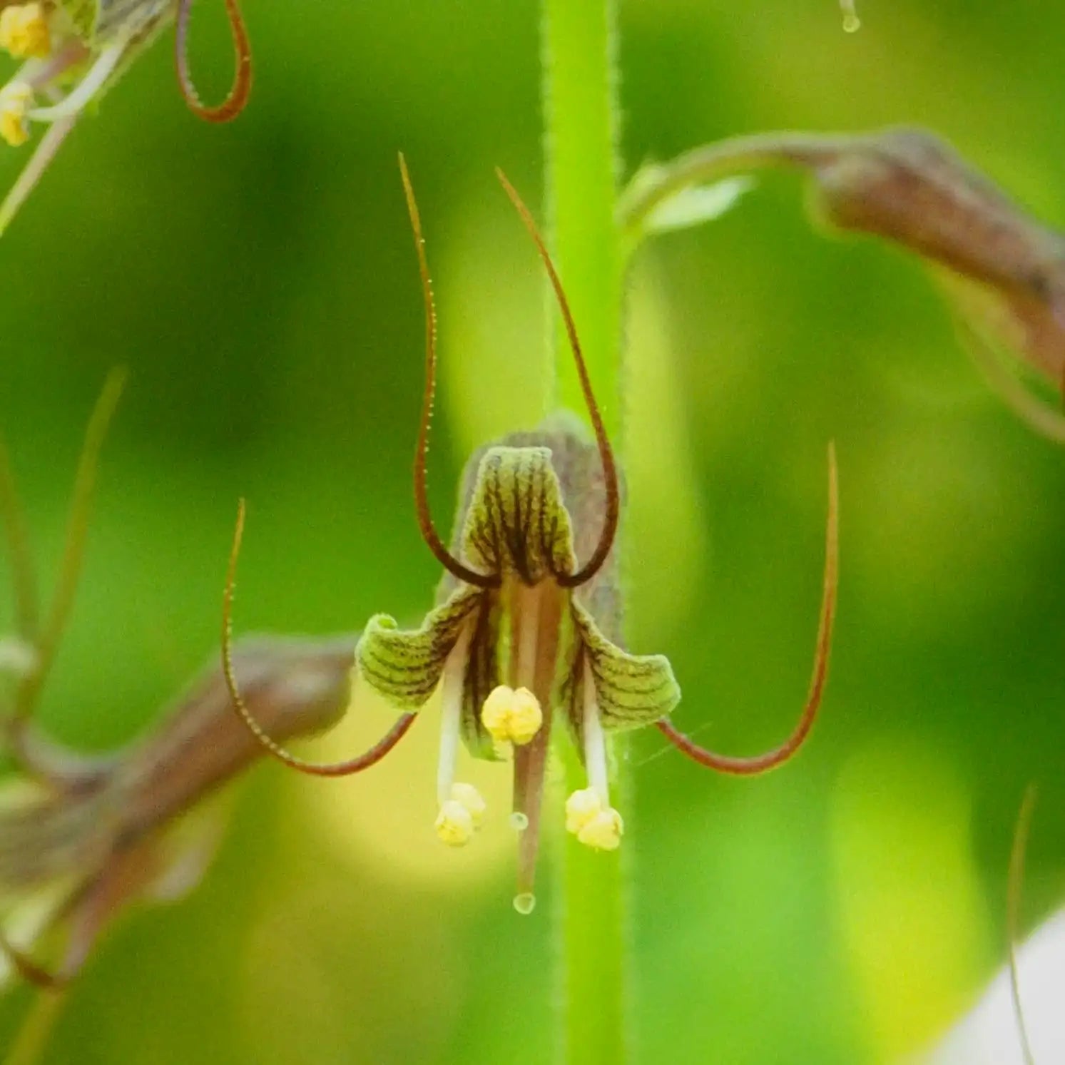Tolmiea Flower Seeds for Easy Planting