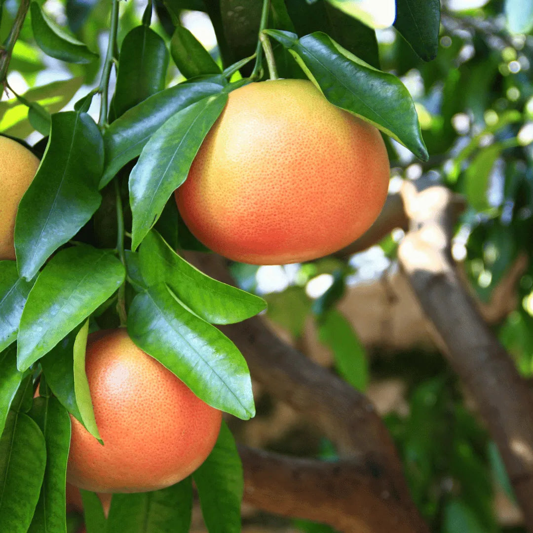 Red Sweet Grapefruit Fruit Seeds - Easy Planting for Fresh Citrus