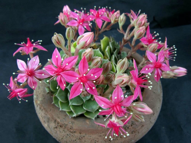 Graptopetalum Bellum Flower seeds for Planting - Drought Tolerant, Heirloom & GMO Free Seeds for Home Garden