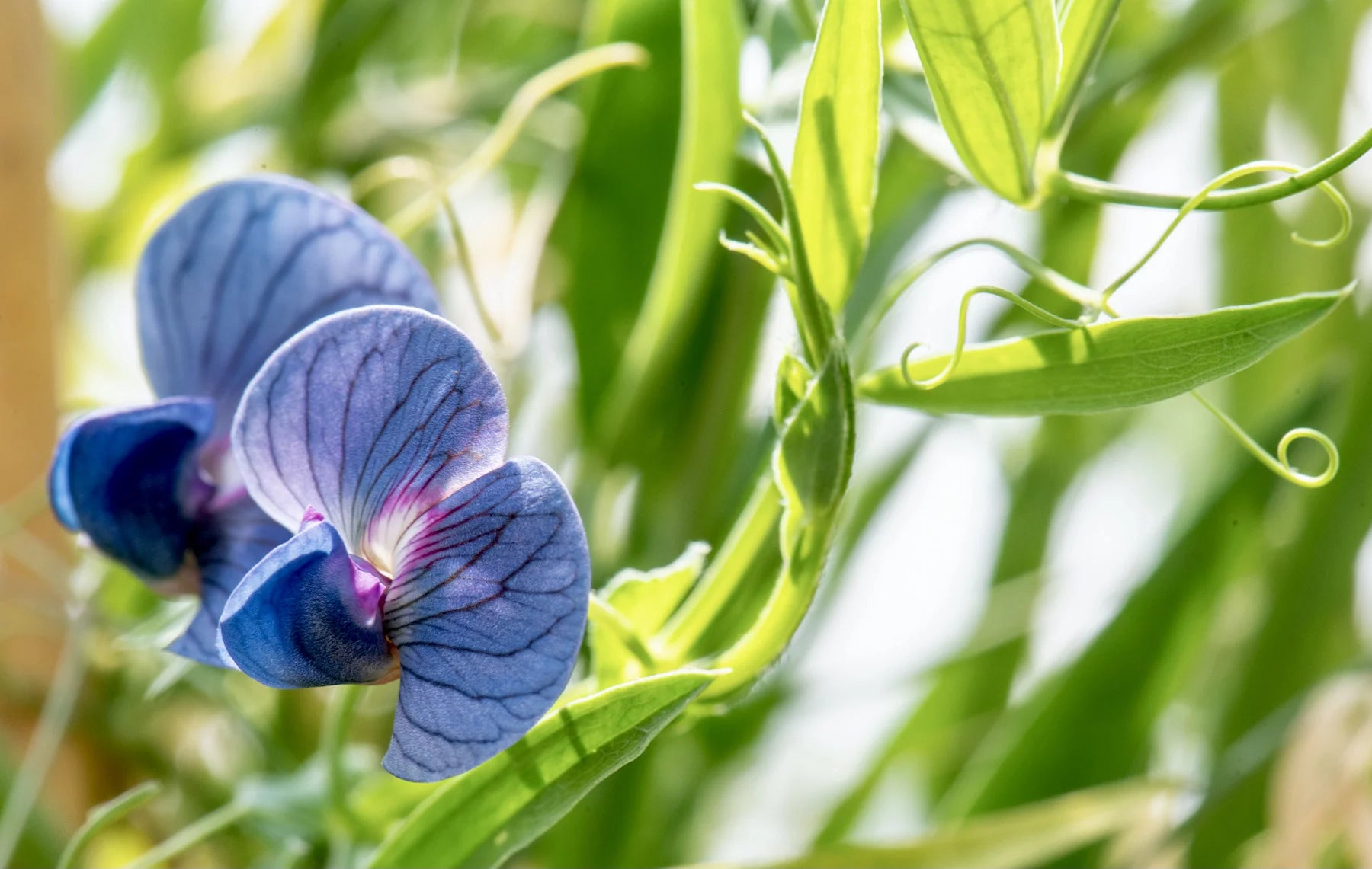 Blue Lathyrys Satuvys Flower seeds for Planting - Perfect for Borders, Heirloom & GMO Free Seeds for Home Garden