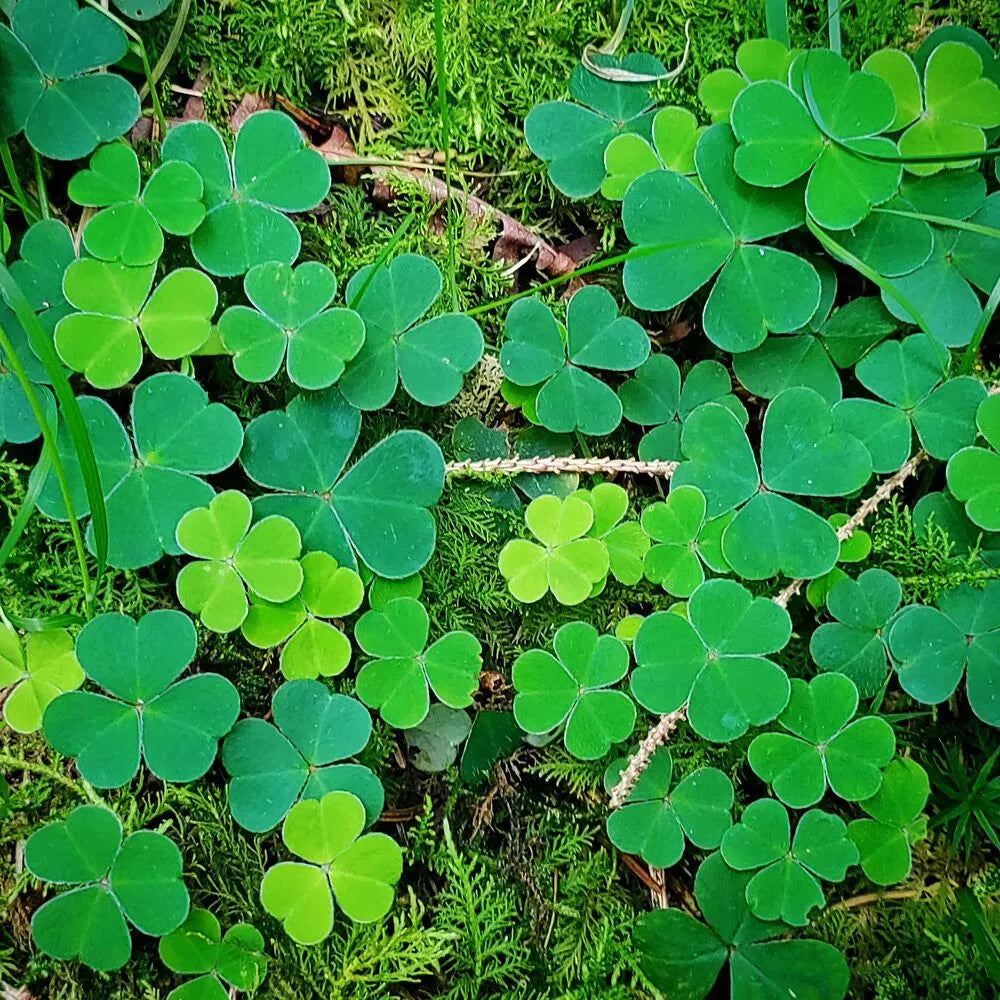 Green Clover Flower seeds for Planting - Shade Tolerant, Heirloom & GMO Free Seeds for Home Garden