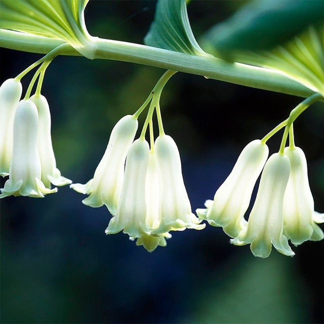Ornamental Green Solomon Seal foliage plant