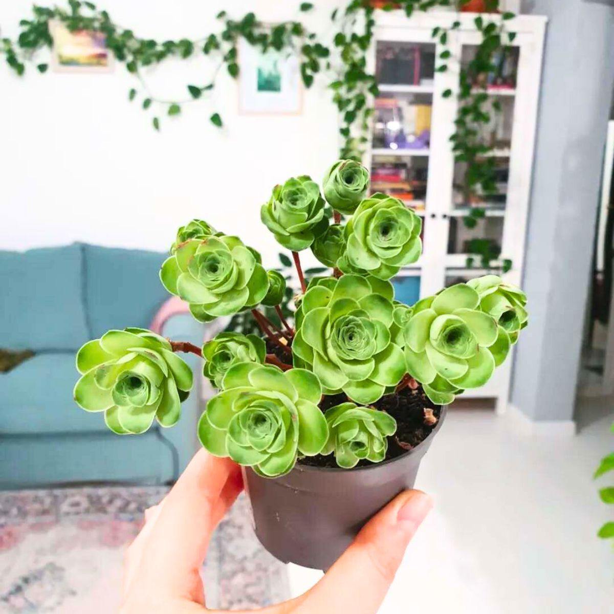 Greenovia Flower Seeds for Planting - Gorgeous Perennial Blooms for Your Garden - Evergrowseeds