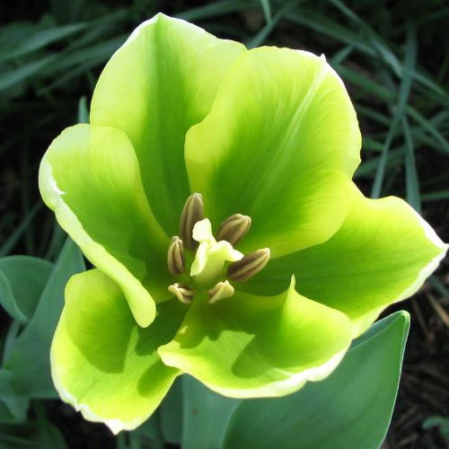 Tulip Green Flower seeds for Planting - Perfect for Borders, Heirloom & GMO Free Seeds for Home Garden
