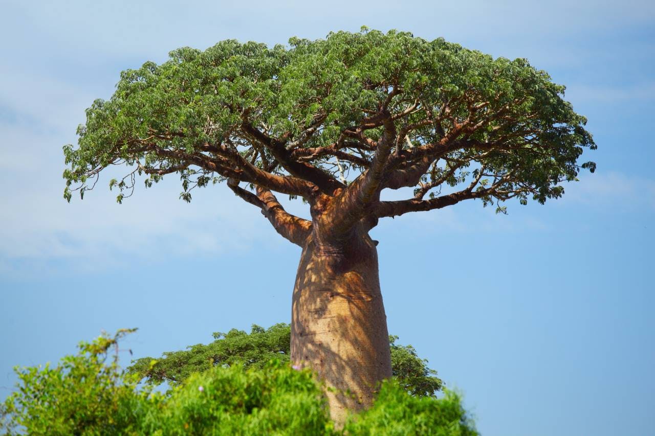 Baobab Black Tree Seeds for Planting