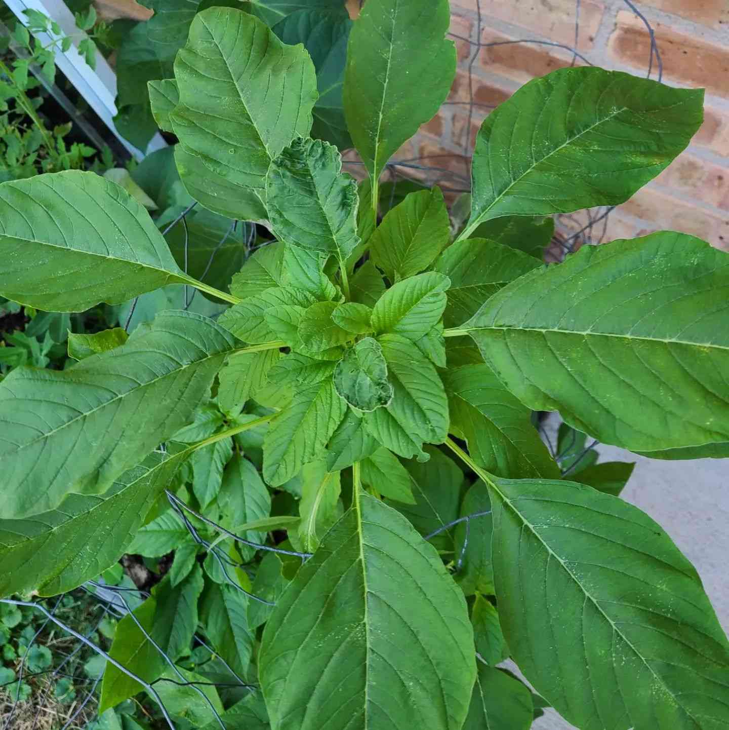 Green Callaloo Vegetable Planting Seeds