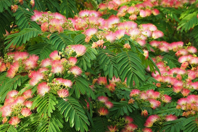 Pink White Mimosa Flower seeds for Planting - Low Maintenance, Heirloom & GMO Free Seeds for Home Garden