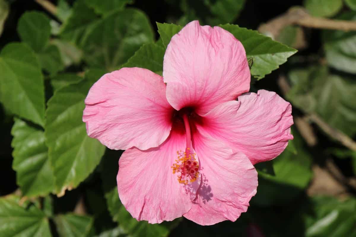 Pink Hibiscus Flower seeds for Planting Compact Growth Heirloom & GMO Free Seeds for Home Garden