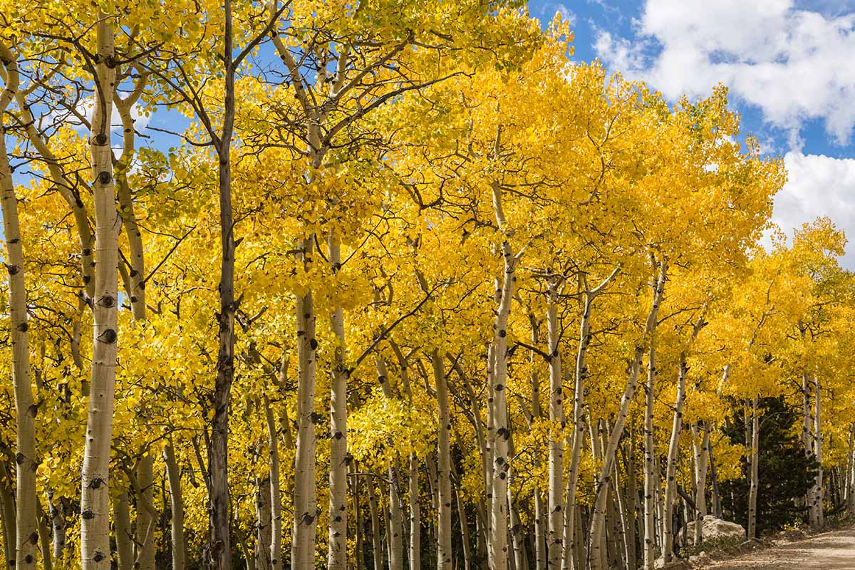 Aspen Tree Seeds for Planting Guide