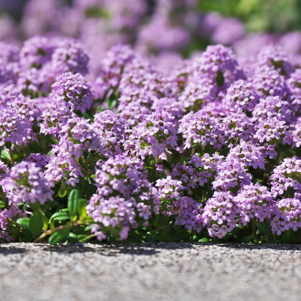 Purple Savory Satureja Flower seeds for Planting - Drought Tolerant, Heirloom & GMO Free Seeds for Home Garden
