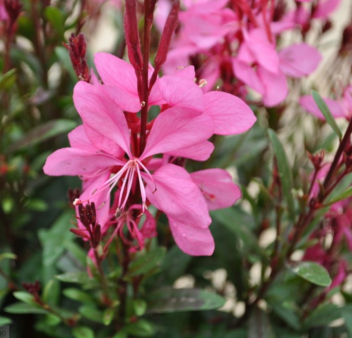 Pink Whirling Flower seeds for Planting - Garden Favorite, Heirloom & GMO Free Seeds for Home Garden