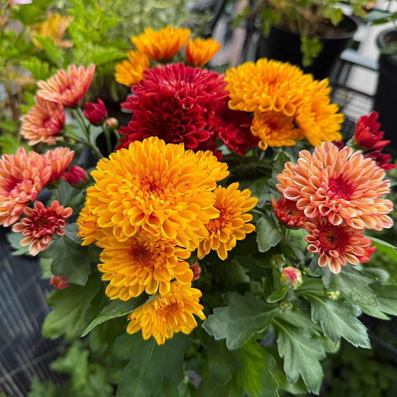 Heirloom Yellow & Red Chrysanthemum morifolium Flower seeds for Planting - Colorful Display, Heirloom & GMO Free Seeds for Home Garden