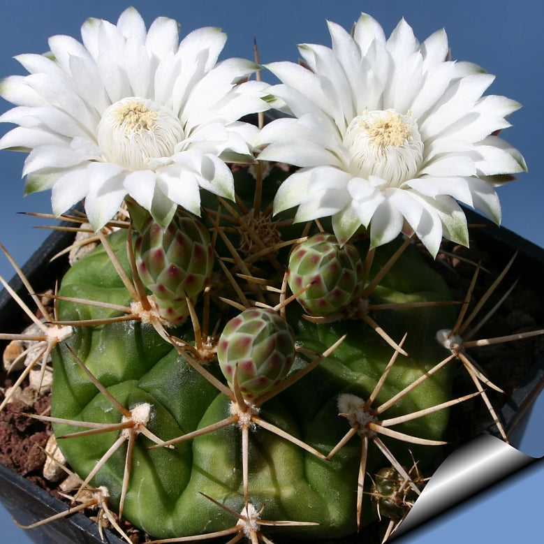 White Gymnocalycium Eurypleurum Flower seeds for Planting - Drought Tolerant, Heirloom & GMO Free Seeds for Home Garden