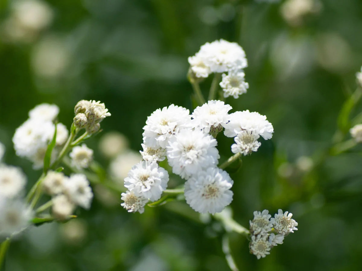 Green Gypsophila Flower seeds for Planting - Sun Loving, Heirloom & GMO Free Seeds for Home Garden