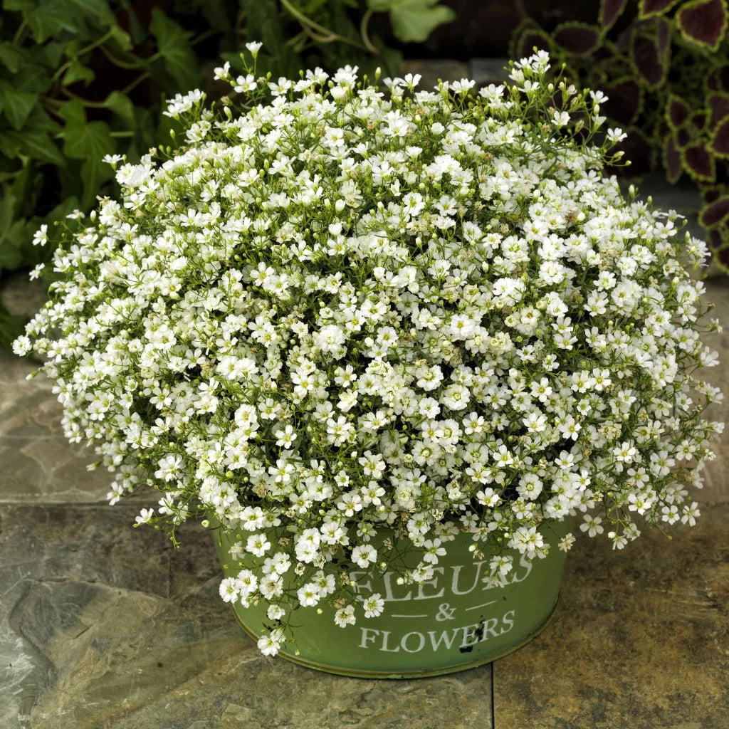 White Waterhyssop Flower seeds for Planting - Sun Loving, Heirloom & GMO Free Seeds for Home Garden