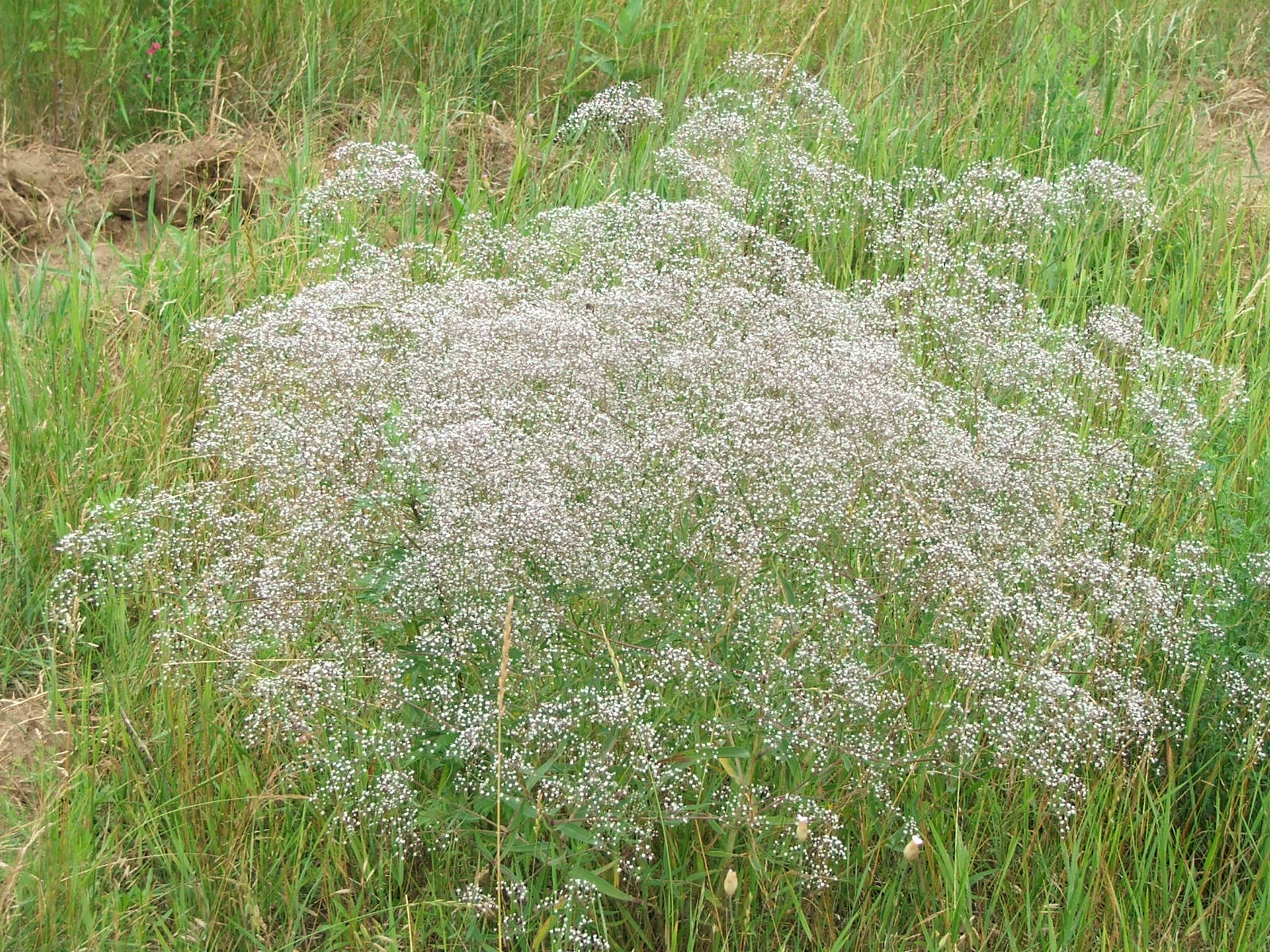 Heirloom Gypsophila Paniculata Flower seeds for Planting Long Bloom Season Heirloom & GMO Free Seeds for Home Garden