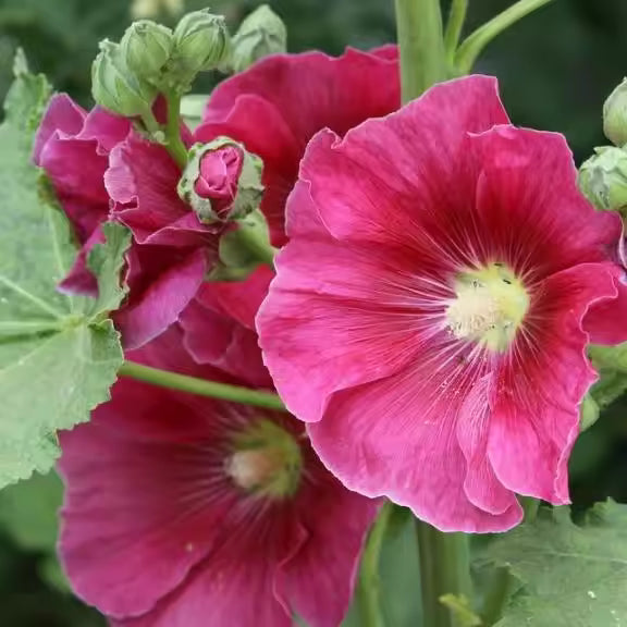 Pink Althaea Rosea Flower Seeds for Planting Low Maintenance Heirloom & GMO Free Seeds for Home Garden
 
 Sale