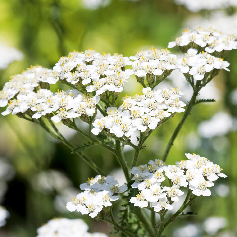 Yarrow Superior Flower seeds for Planting Bright Blooms Heirloom & GMO Free Seeds for Home Garden