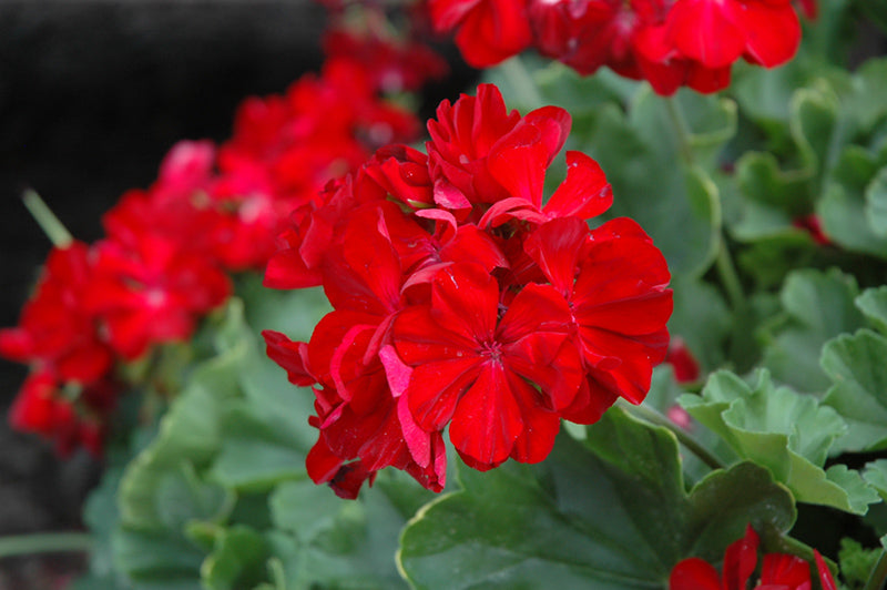 Geraniums Deep Red Flower seeds for Planting - Fragrant Blossoms, Heirloom & GMO Free Seeds for Home Garden