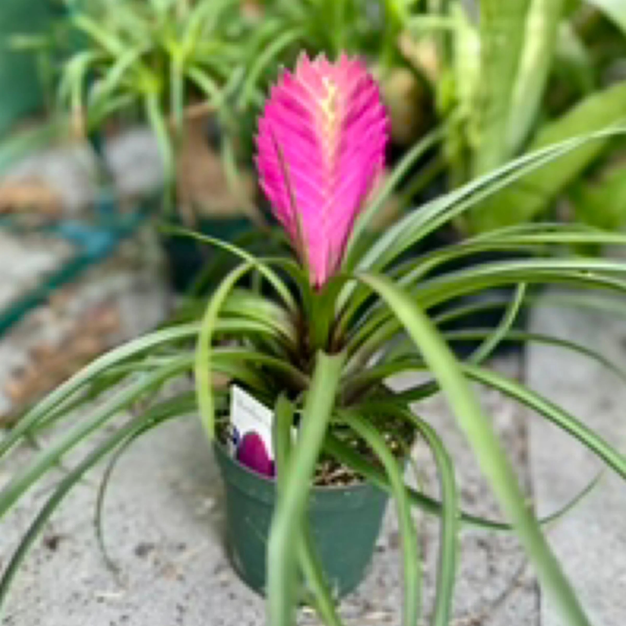 Bromeliad Tillandsia Flower seeds for Planting - Long Bloom Season, Heirloom & GMO Free Seeds for Home Garden