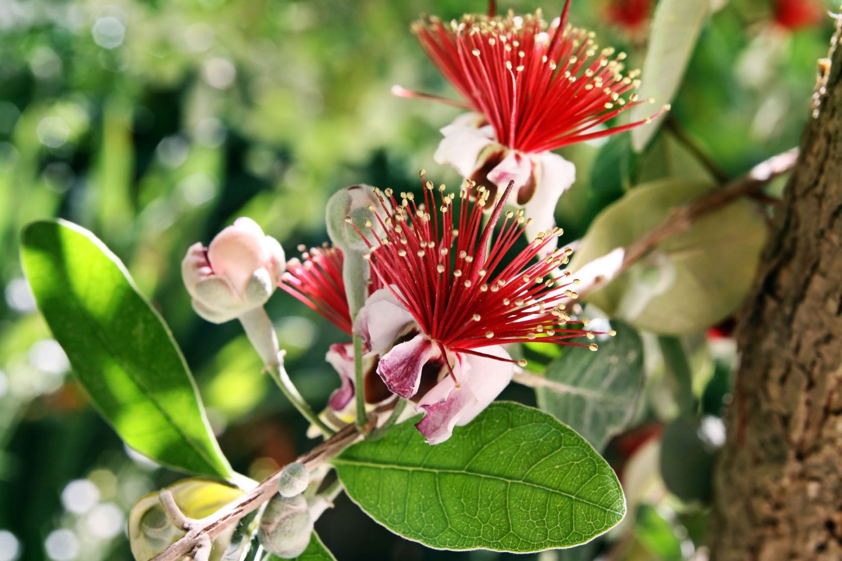 Feijoa Sellowiana Flower seeds for Planting - Easy to Grow, Heirloom & GMO Free Seeds for Home Garden