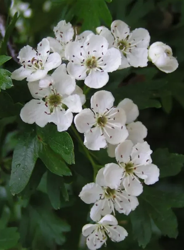 White Crataegus Flower seeds for Planting - Colorful Display, Heirloom & GMO Free Seeds for Home Garden